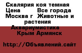 Скалярия коя темная › Цена ­ 50 - Все города, Москва г. Животные и растения » Аквариумистика   . Крым,Армянск